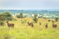 Waterbuck Kobus ellipsiprymnus grazing on aÃâÃÂ  green arid bush veld plain, Uganda